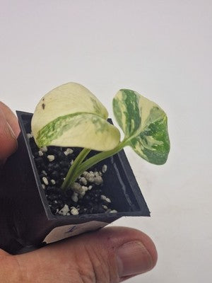 Monstera Thai Constellation, Highly Variegated. Very Rare #1