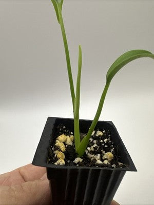 Monstera Burle Marx Flame #33.3
