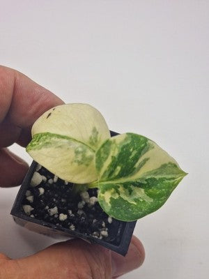 Monstera Thai Constellation, Highly Variegated. Very Rare #1