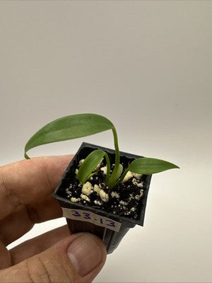 Monstera Burle Marx Flame #33.13