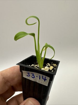Monstera Burle Marx Flame #33.14