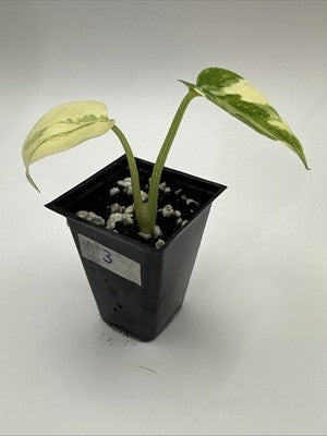 Monstera Thai Constellation, Highly Variegated. Very Rare #3