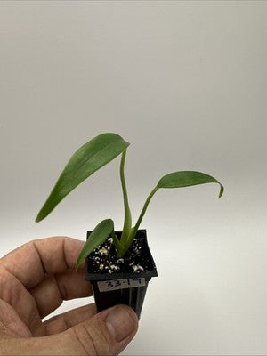 Monstera Burle Marx Flame #33.19