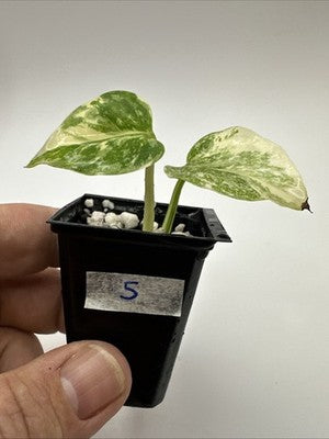 Monstera Thai Constellation, Highly Variegated. Very Rare #5