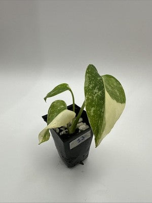 Monstera Thai Constellation, Highly Variegated. Very Rare #13