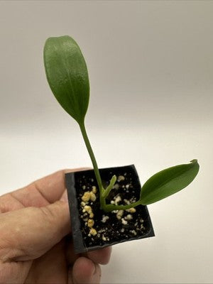 Monstera Burle Marx Flame #33.3