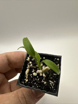 Monstera Burle Marx Flame #33.4