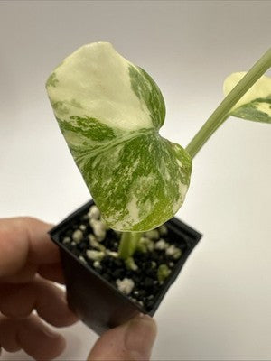 Monstera Thai Constellation, Highly Variegated. Very Rare #14