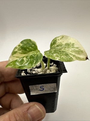 Monstera Thai Constellation, Highly Variegated. Very Rare #5