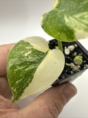 Monstera Thai Constellation, Highly Variegated. Very Rare #15