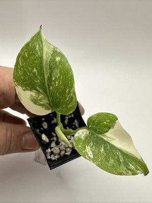 Monstera Thai Constellation, Highly Variegated. Very Rare #18