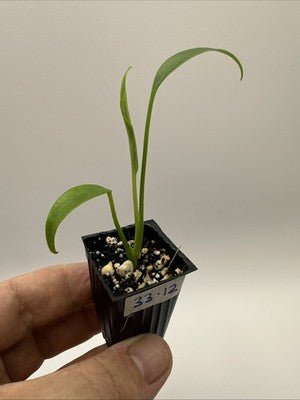 Monstera Burle Marx Flame #33.12