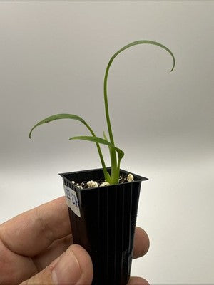 Monstera Burle Marx Flame #33.24