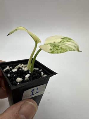 Monstera Thai Constellation, Highly Variegated. Very Rare #11