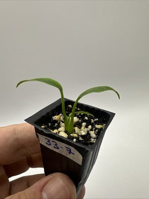 Monstera Burle Marx Flame #33.7