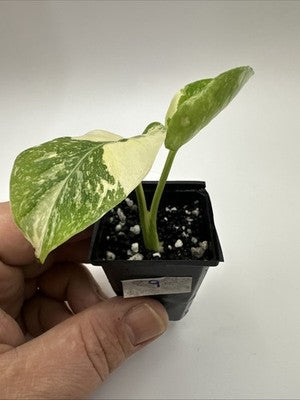 Monstera Thai Constellation, Highly Variegated. Very Rare #9
