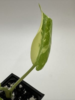 Monstera Thai Constellation, Highly Variegated. Very Rare #20