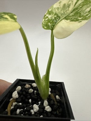 Monstera Thai Constellation, Highly Variegated. Very Rare #10