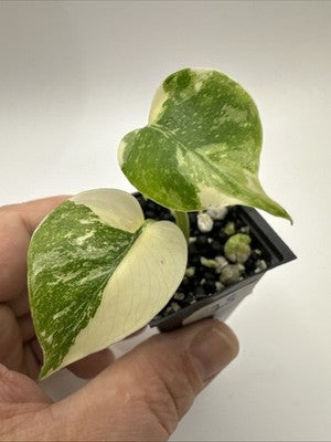 Monstera Thai Constellation, Highly Variegated. Very Rare #15