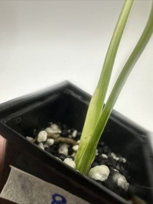 Monstera Thai Constellation, Highly Variegated. Very Rare #8