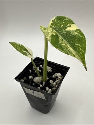Monstera Thai Constellation, Highly Variegated. Very Rare #2