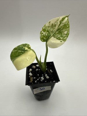 Monstera Thai Constellation, Highly Variegated. Very Rare #10