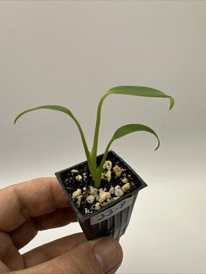 Monstera Burle Marx Flame #33.8