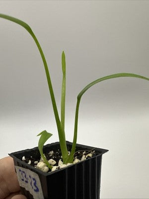 Monstera Burle Marx Flame #33.23