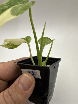 Monstera Thai Constellation, Highly Variegated. Very Rare #13
