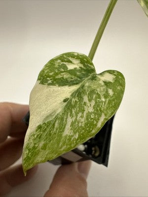 Monstera Thai Constellation, Highly Variegated. Very Rare #8