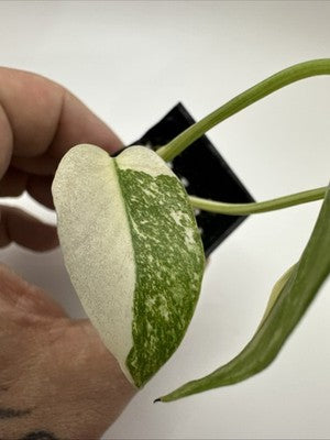 Monstera Thai Constellation, Highly Variegated. Very Rare #6