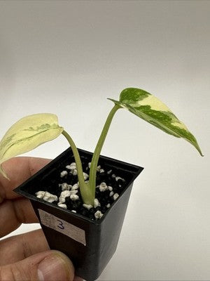 Monstera Thai Constellation, Highly Variegated. Very Rare #3