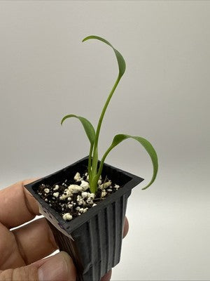 Monstera Burle Marx Flame #33.22