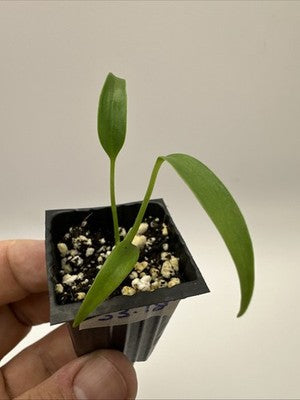 Monstera Burle Marx Flame #33.18