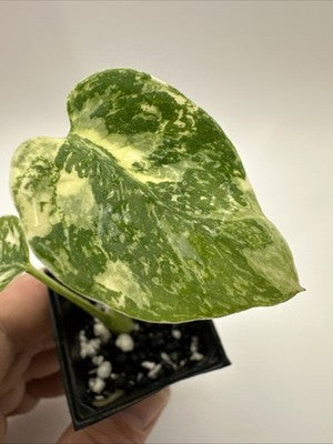 Monstera Thai Constellation, Highly Variegated. Very Rare #8