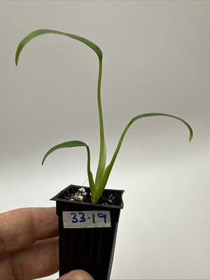 Monstera Burle Marx Flame #33.19