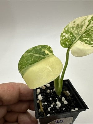 Monstera Thai Constellation, Highly Variegated. Very Rare #10