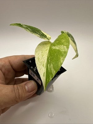 Monstera Star Shadow / White Monster Mutation, Super Rare 38.2