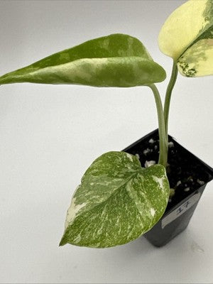 Monstera Thai Constellation, Highly Variegated. Very Rare #17