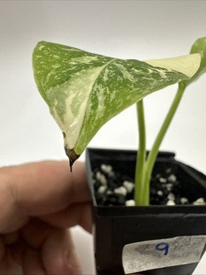 Monstera Thai Constellation, Highly Variegated. Very Rare #9