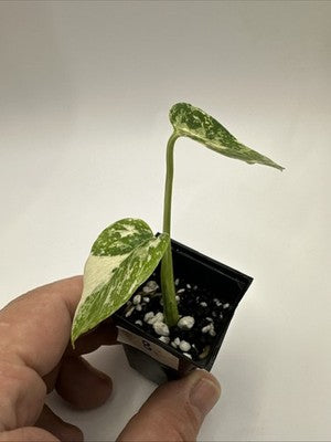 Monstera Thai Constellation, Highly Variegated. Very Rare #8