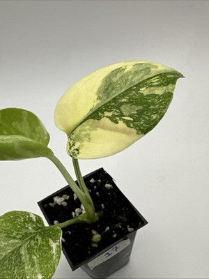 Monstera Thai Constellation, Highly Variegated. Very Rare #17