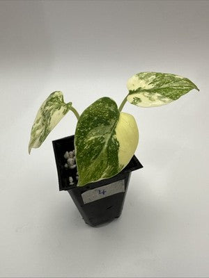 Monstera Thai Constellation, Highly Variegated. Very Rare #4