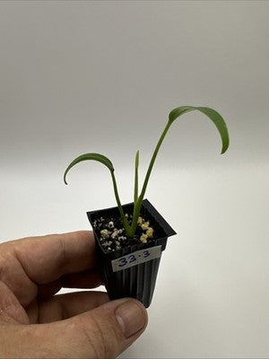 Monstera Burle Marx Flame #33.3