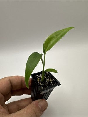 Monstera Burle Marx Flame #33.2