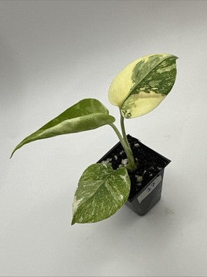 Monstera Thai Constellation, Highly Variegated. Very Rare #17