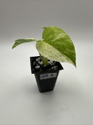 Monstera Star Shadow / White Monster Mutation, Super Rare 38.2