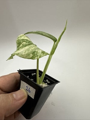 Monstera Thai Constellation, Highly Variegated. Very Rare #16