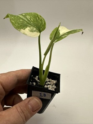 Monstera Thai Constellation, Highly Variegated. Very Rare #18