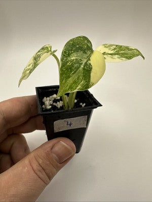 Monstera Thai Constellation, Highly Variegated. Very Rare #4